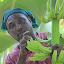 Removing The Flowers From a Banana Plant - Castries, St. Lucia