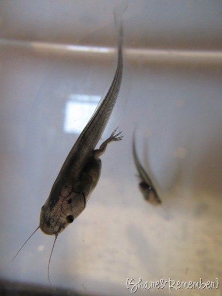 [tadpoles2%255B3%255D.jpg]