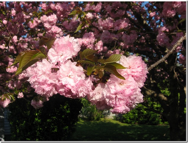 Cherry flower