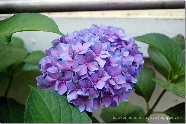 hydrangea