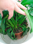 Place the pot in the water. At first, it will float, because it is so light and dry. But as it takes up the water, it will start to sit upright in the bucket. Leave it there until you can feel that the soil surface is moist, indicating that it has become thoroughly saturated.