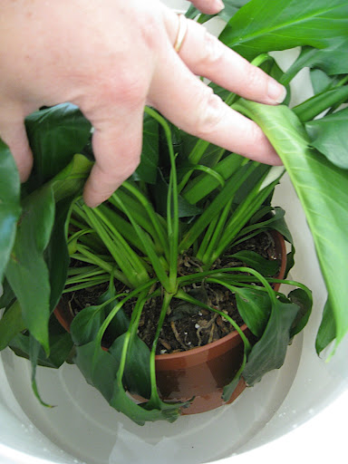 Place the pot in the water. At first, it will float, because it is so light and dry. But as it takes up the water, it will start to sit upright in the bucket. Leave it there until you can feel that the soil surface is moist, indicating that it has become thoroughly saturated.