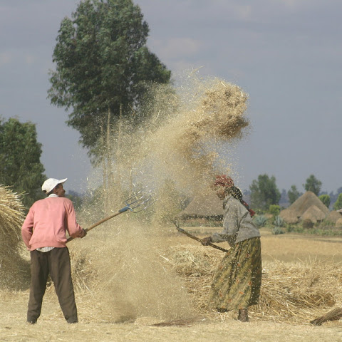 Threshing barley to seperate the grain from the stem and chaff