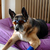 Bandit_Brille_1.jpg