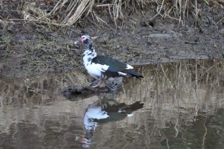 DSC_0090.jpg DSC 0090