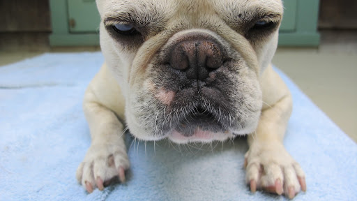 Kevin, why do you insist on taking my picture?  I'm too tired to strike a pose for you.