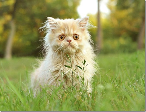 animals-worried-face-15