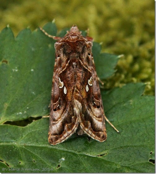 Beautiful-Golden-Y-5 Beautiful-Golden-Y-5