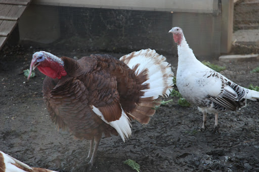 GOBBLE-GOBBLE!  Let me sing you a song about the turkeys that avoided Thanksgiving.