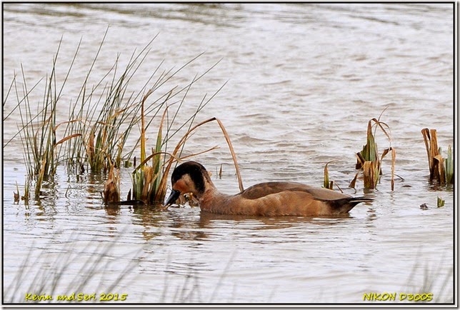 Slimbridge WWT - february