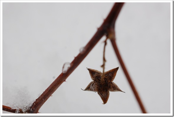 raspberry star
