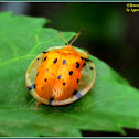 Spotted Tortoise Beetle