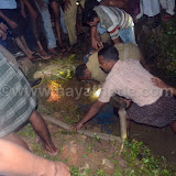 crocodile at nayathode 21.JPG