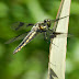 Common.whitetail.dscn4047