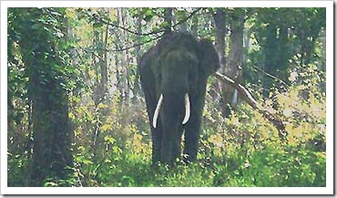 Foresta di Mulai (India, Assam) ed elefante