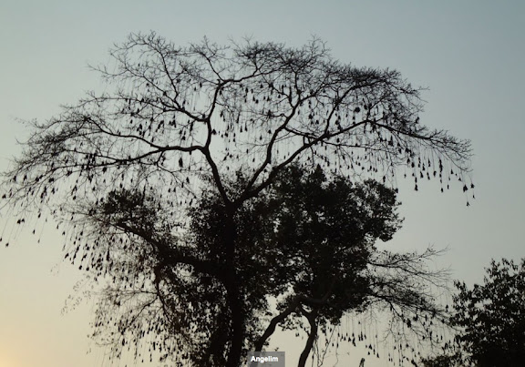Mimosaceae : Dinizia excelsa (Angelim) dans la forêt entre Itauba et Marcelândia (Mato Grosso, Brésil), 6 septembre 2010. Photo : Cidinha Rissi
