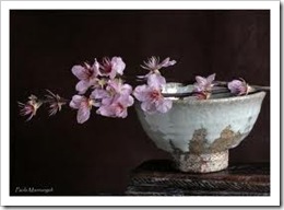 sakura flowers 01
