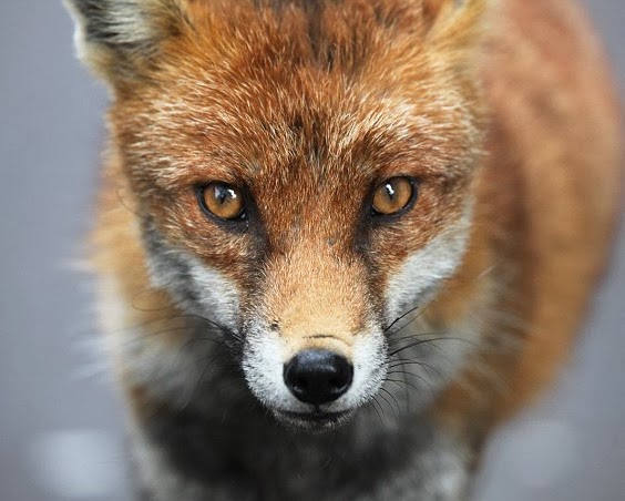 [fox-png4.jpg]