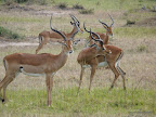 Masai Mara