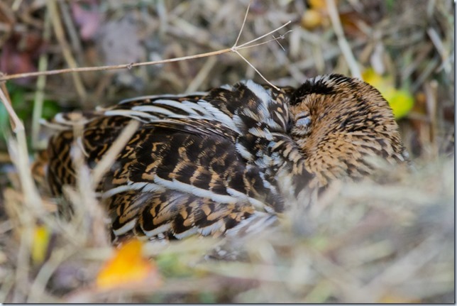 GreatSnipe_Kilnsea-5