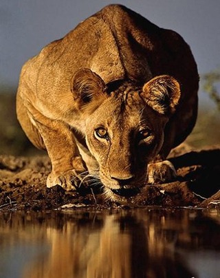 wild-lion-staring-at-camera-about-to-drink-water-396x500