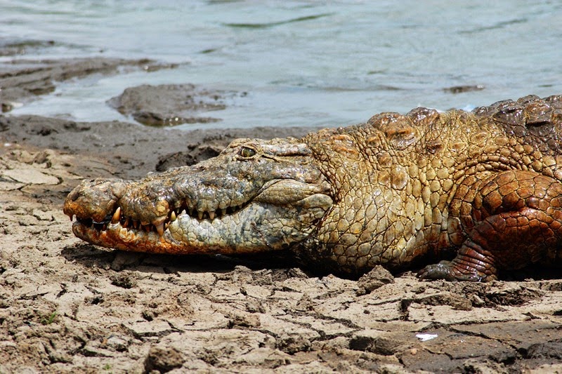paga-crocodiles-6