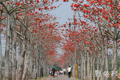 [臺南-花木] 白河林初埤-最美的木棉花道
