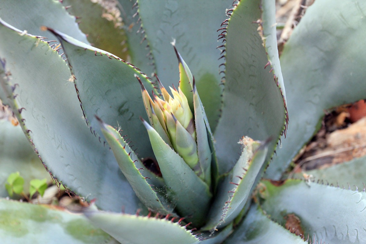 [130503_Agave-parryi-with-flower-spik.jpg]