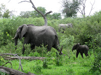 Elephant Family - Linyanti Concession (Chobe Region)