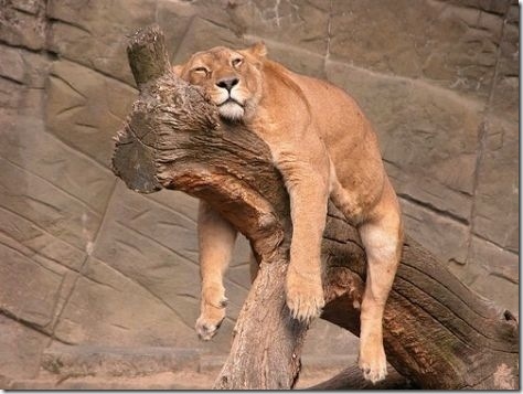 tired-cute-animals-4