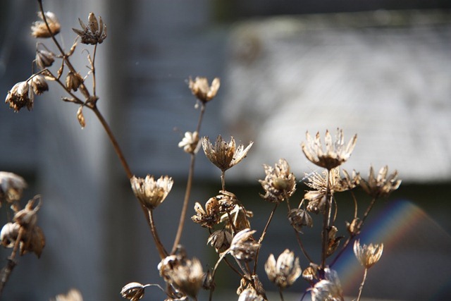 herfstzon herfstzon