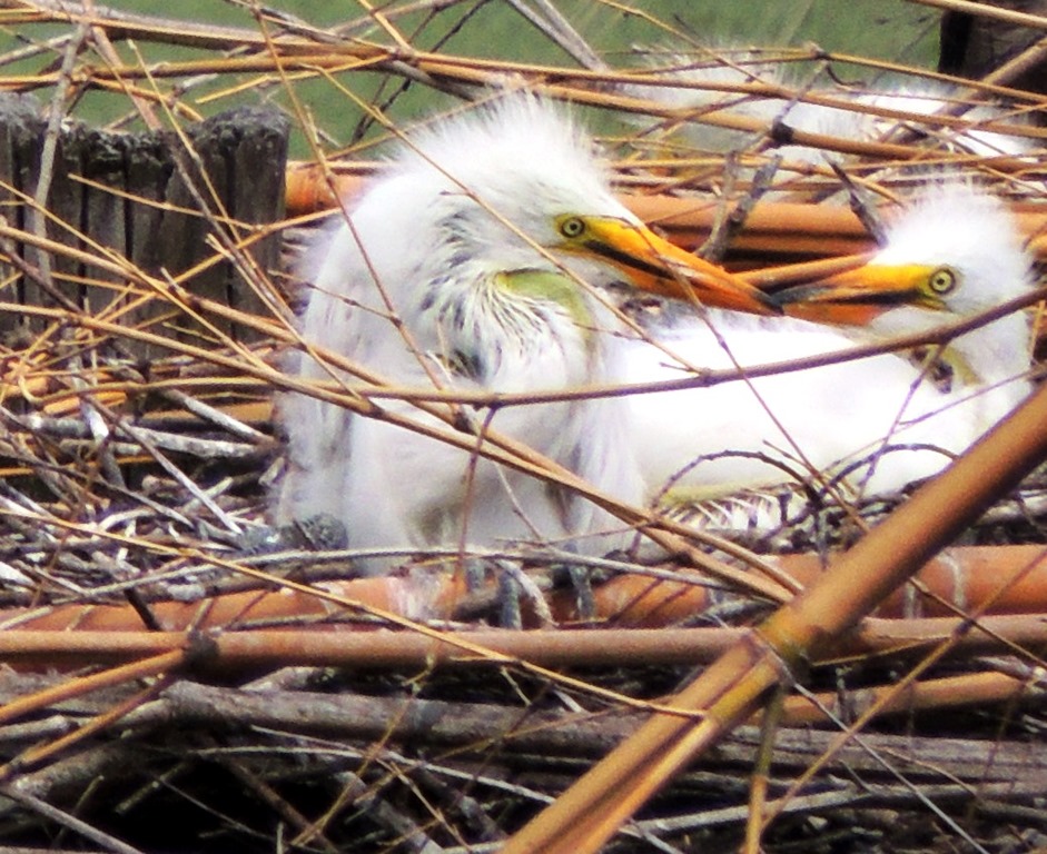 [2-egret-babies2.jpg]