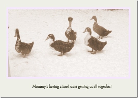 ducky ducky