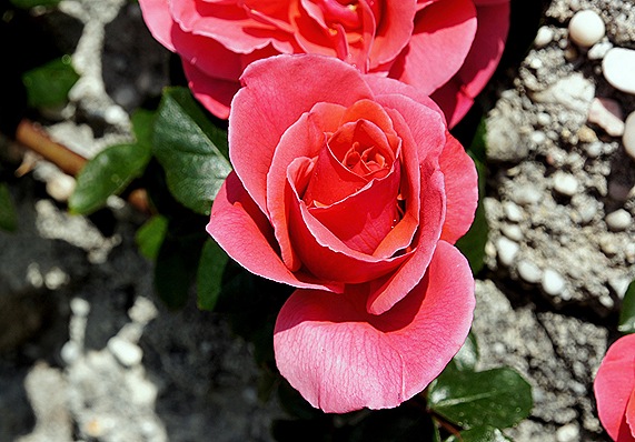 rosa trepadeira vermelha alaranjada 2 - Gloria Ishizaka