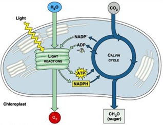 light reaction light reaction