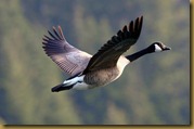 Goose-flying Goose-flying
