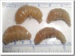 Larva Dermatobia hominis