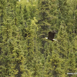 Bald eagle - Wrangell-St Elias NPP em Nabesna, Alaska, EUA