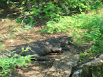 IMG_4723.jpg