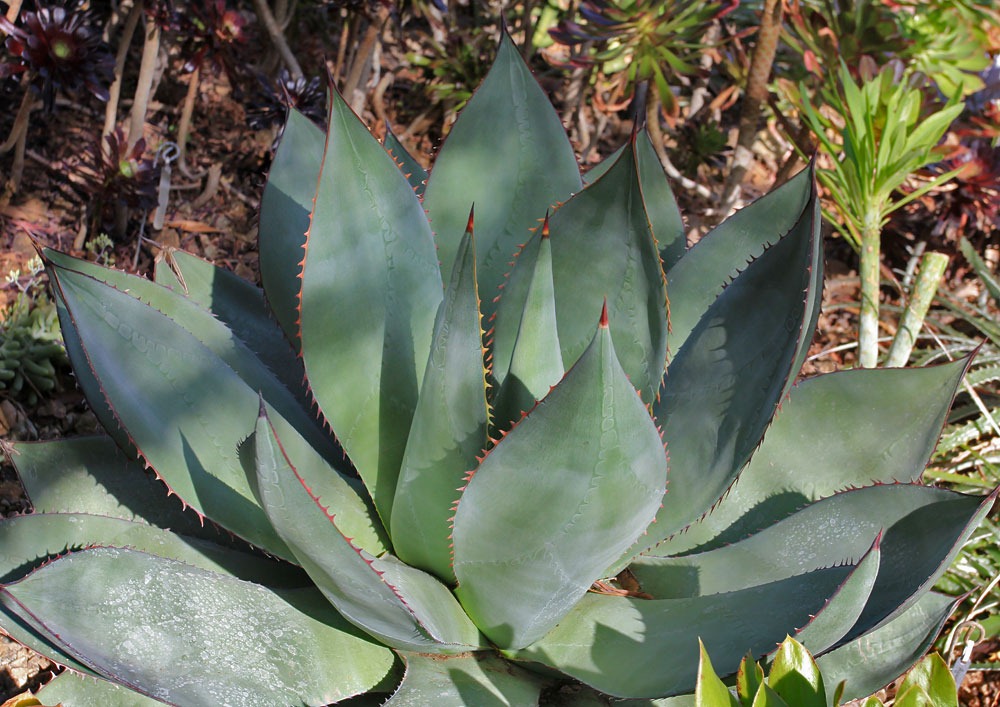 [130413_RBG_Agave-sebastiana_02%255B3%255D.jpg]