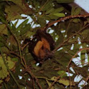 Lyle's Flying Fox