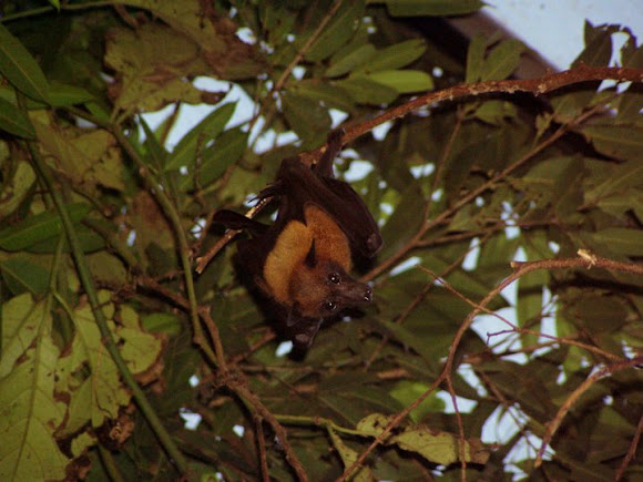 Spotting Image 1