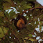 Lyle's Flying Fox