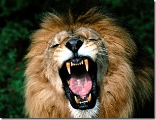 Roaring-African-Lion