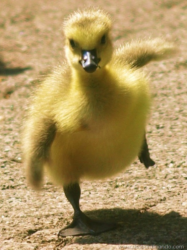 filhotes-patos-fofos-pequenos-desbaratinando (7) filhotes-patos-fofos-pequenos-desbaratinando (7)