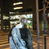 image_from_picasa