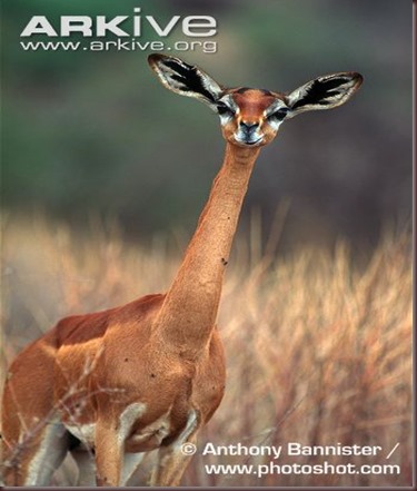 ARKive image GES028512 - Gerenuk ARKive image GES028512 - Gerenuk