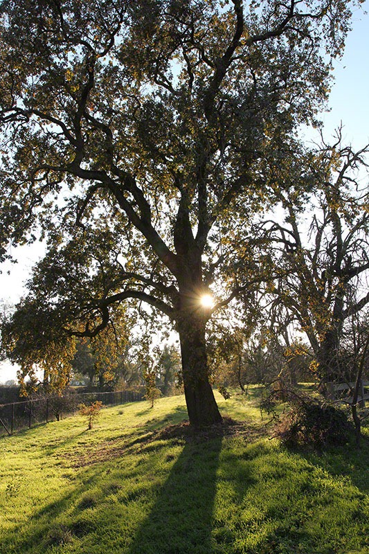 [111204_oak_with_sun_star5.jpg]
