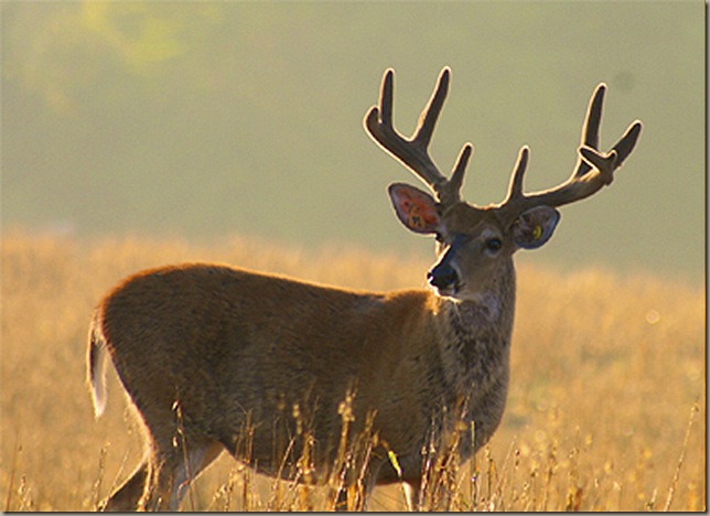 deer-front2-390