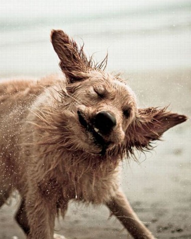 [shaky-dogs15%255B3%255D.jpg]